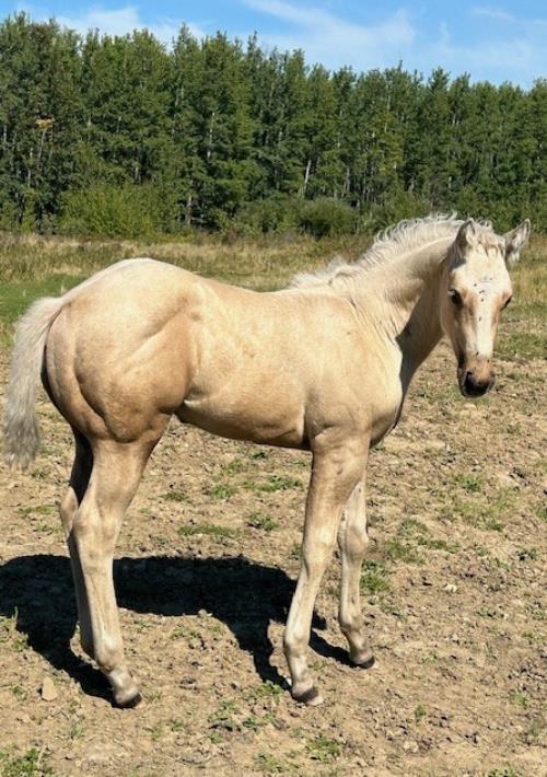 #14 Name Pending - 11 June 25, AQHA, Palomino, Colt (Robins Cooke) X (Commands Fiona)